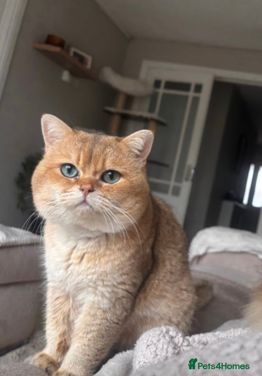 British Shorthair cats for sale: 🤍 Pedigree GCCF golden British shorthair kittens  - Image 3