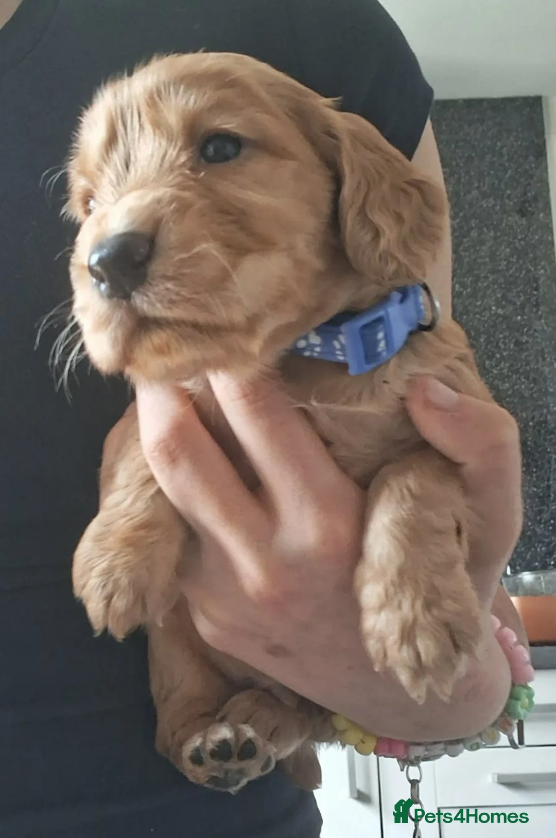 Cocker Spaniel dogs for stud: KC REGISTERED WORKING COCKER SPANIEL FOR STUD - Advert 2