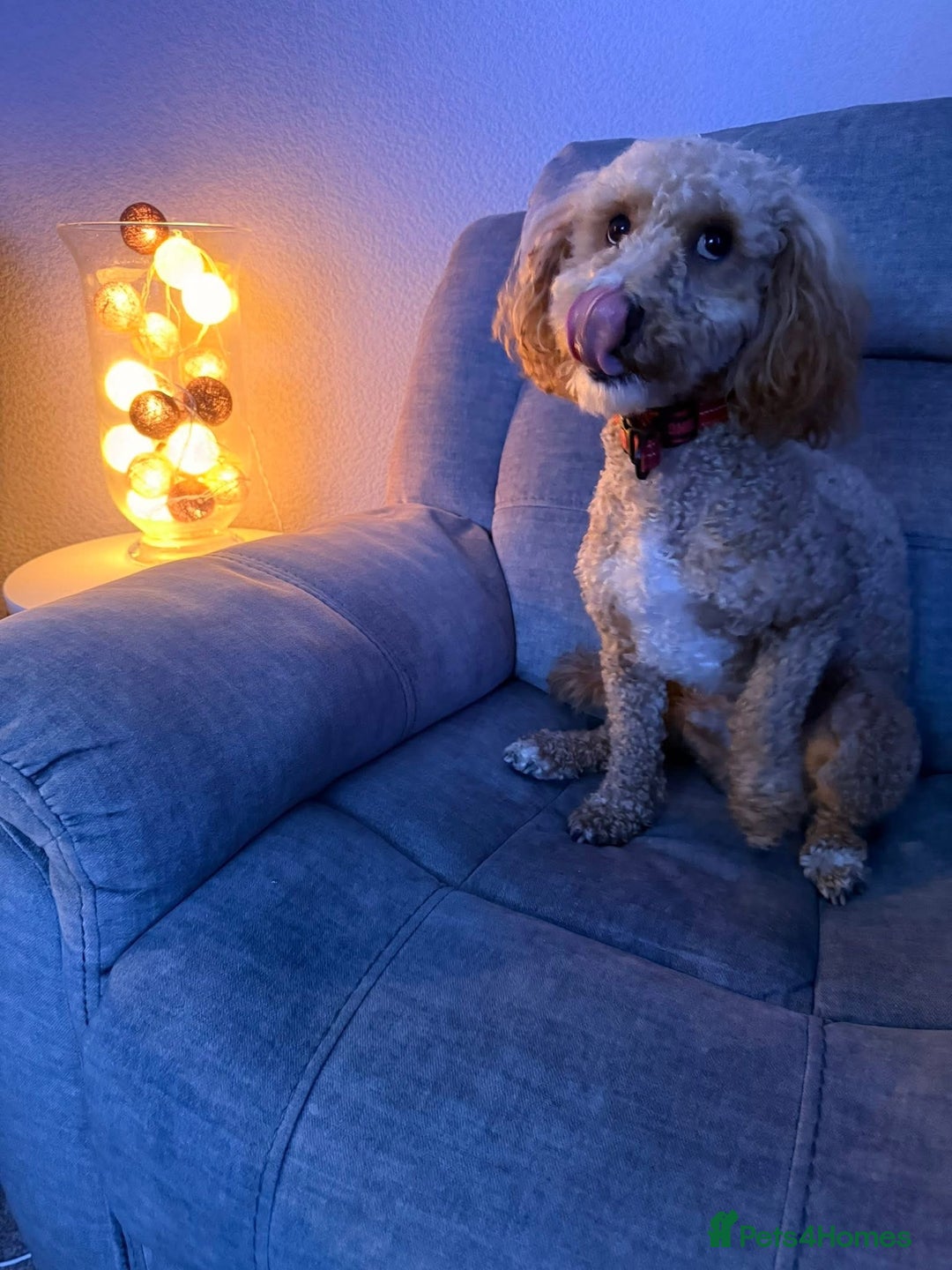 Cavachon dogs for sale: 2 year old male cavapoochon - Advert 2