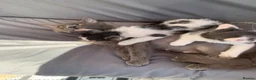Mixed Breed cats for sale: Two prettyfemale kittens ready now - Advert 14