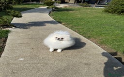 Pomeranian dogs for sale: Well house trained White Pomeranian Girl - Image 3