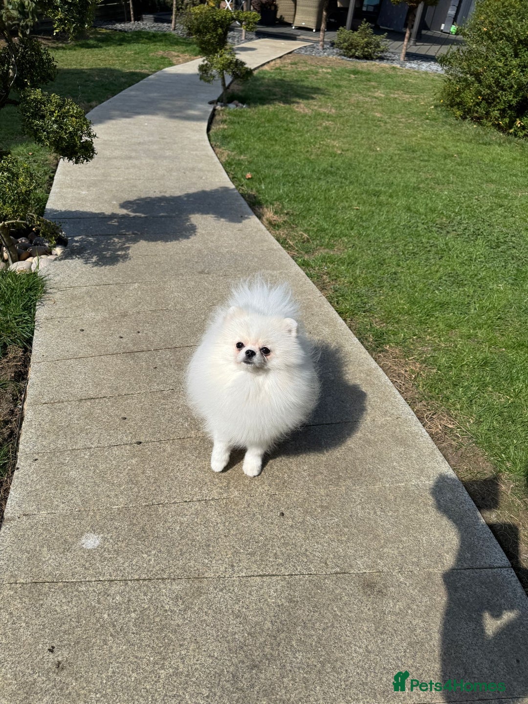 Pomeranian dogs for sale: Well house trained White Pomeranian Girl - Image 3
