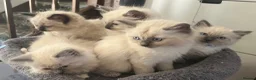 Ragdoll cats for sale: 🐾 Ragdoll Kittens 🐾 - Advert 36