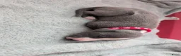 Mixed Breed dogs for sale: Italian Whippets  - Advert 7