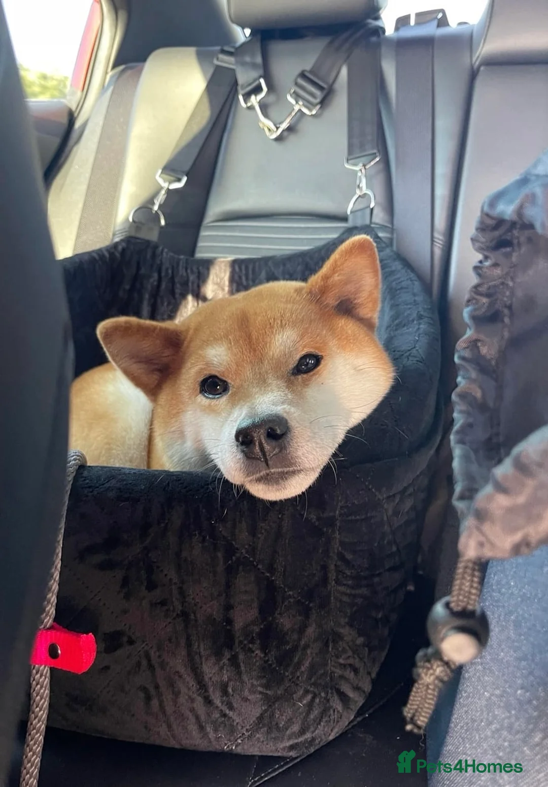 Japanese Shiba Inu dogs for sale: Superb Shiba - Excellent Companion - Advert 2