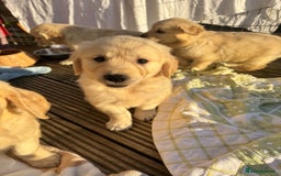 Golden Retriever dogs for sale: QUALITY GOLDEN RETREIVER PUPPIES - Image 18