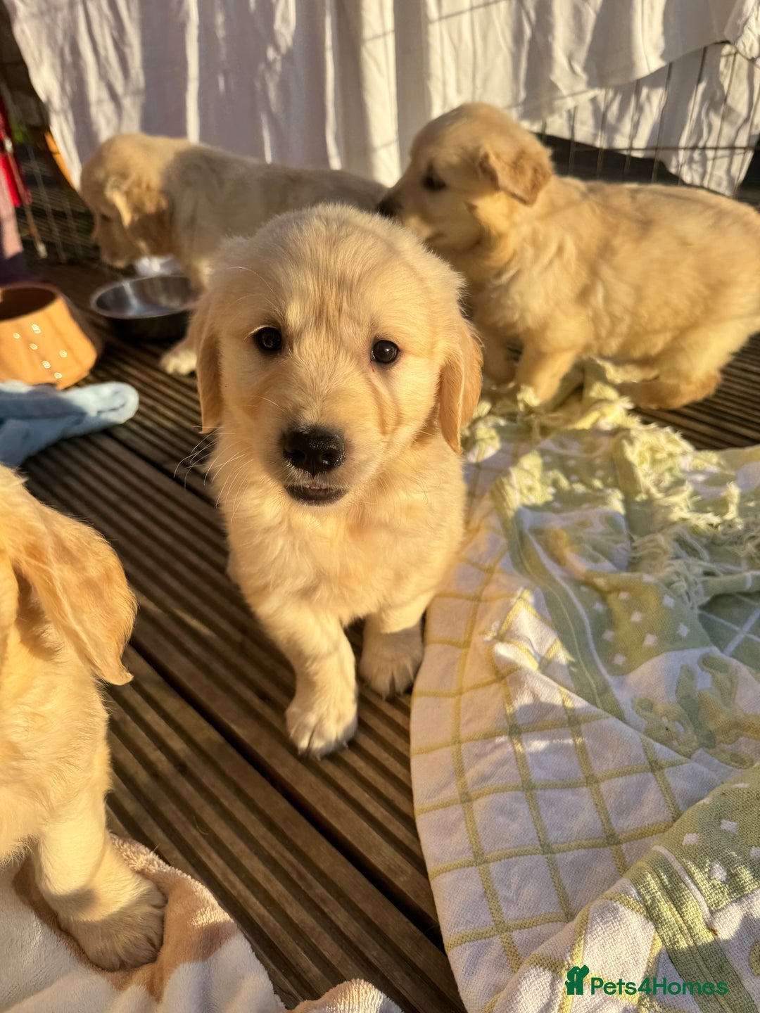 Golden Retriever dogs for sale: QUALITY GOLDEN RETREIVER PUPPIES - Image 18