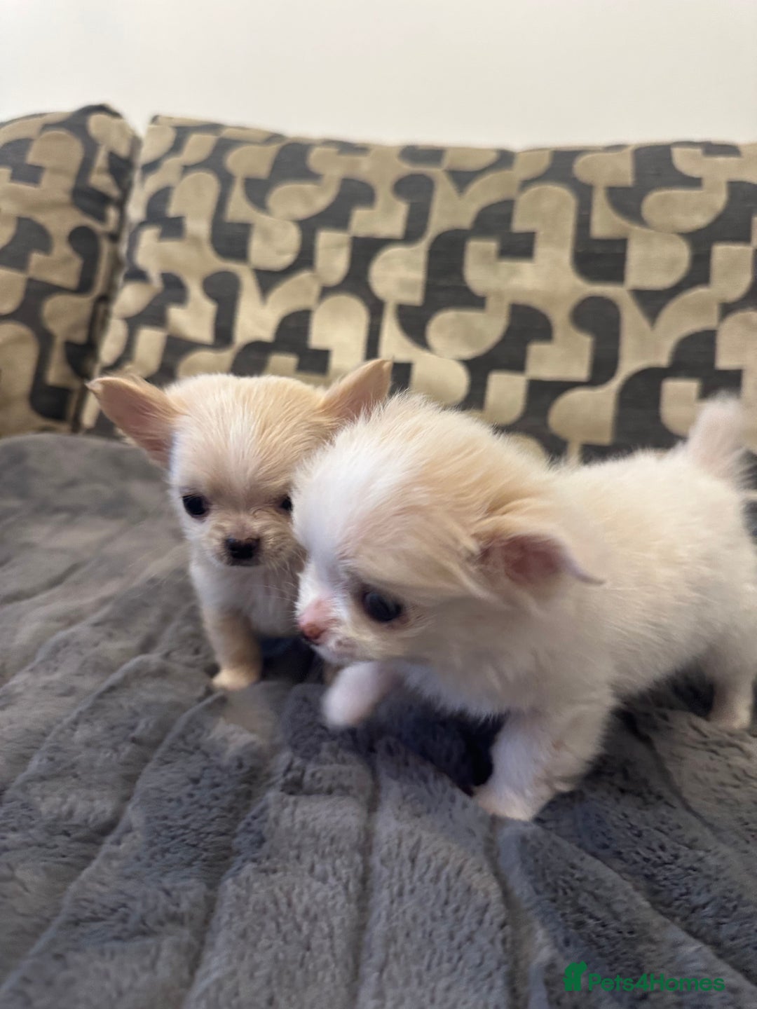 Chihuahua dogs for sale: KC Reg Champion Russian lines LONG COAT puppies - Image 6