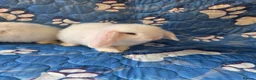 Mini Lop rabbits for sale: Stunning baby mini lops  - Advert 5