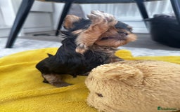 Yorkshire Terrier dogs for sale: Tiny Yorkshire Terrier ( 1 boy and 2girls 🐶🐶) - Image 11
