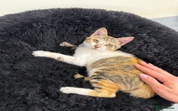 Mixed Breed cats for adoption: PUDDING- FUN GIRL THAT LIVES ENTERTAINING HER MUM - Advert 9