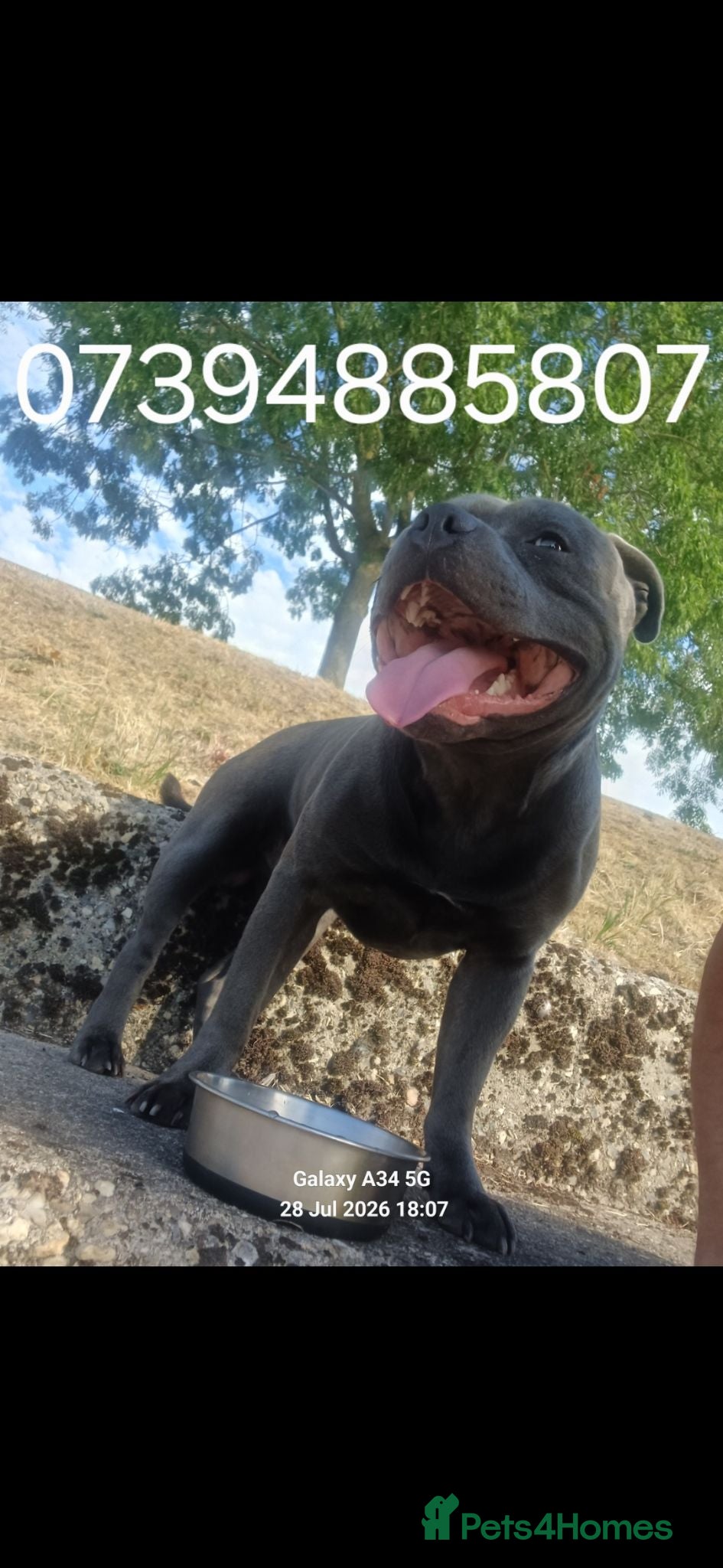 Staffordshire Bull Terrier dogs Stunning staffy for stud. Fully kc handsome lad - Advert 22
