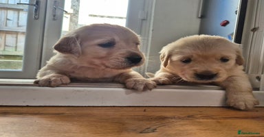Golden Retriever dogs - Advert 2