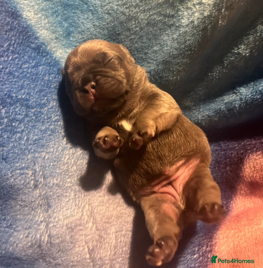 French Bulldog dogs for sale: French bulldog pup - Advert 7