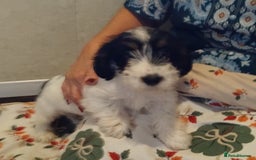 Jack Russell dogs for sale: Two jackrussel puppy's for sale - Image 13