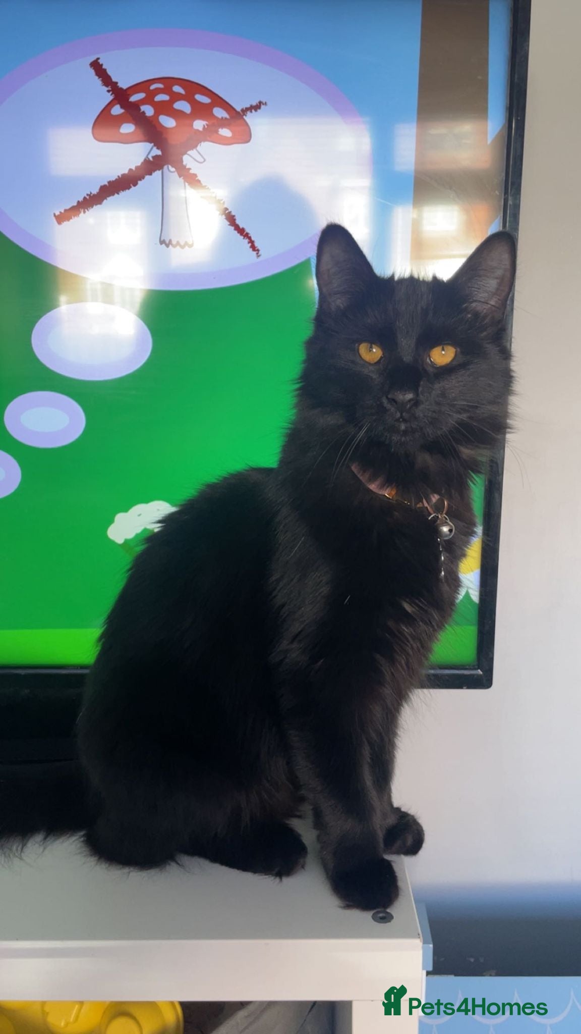 Norwegian Forest Cat cats Meet Mavis♡ - Advert 4