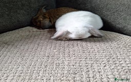 Mini Lion Lop rabbits for sale: mini lop does  babies for sale  - Image 2