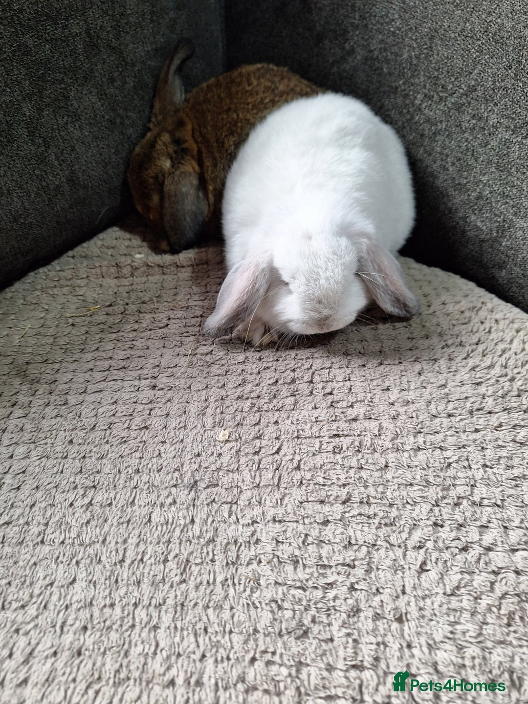 Mini Lion Lop rabbits for sale: mini lop does  babies for sale  - Image 2