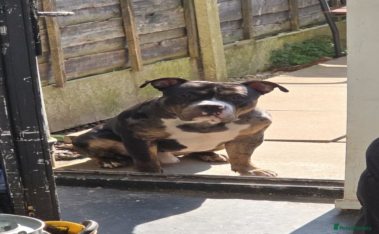 American Bully dogs - Advert 1