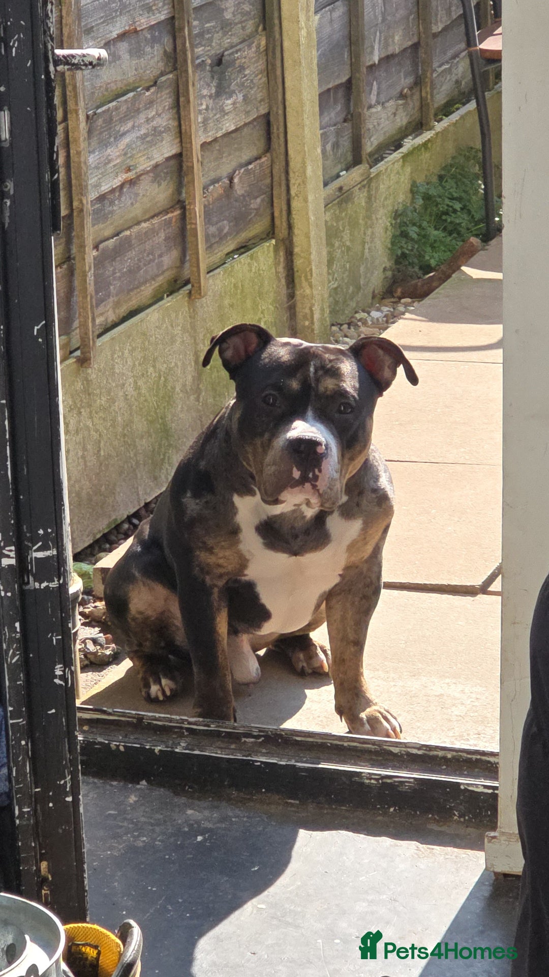 American Bully dogs for stud: Black merle Pocket bull stud  - Image 1