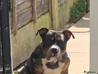American Bully dogs Black merle Pocket bull stud - Advert 2