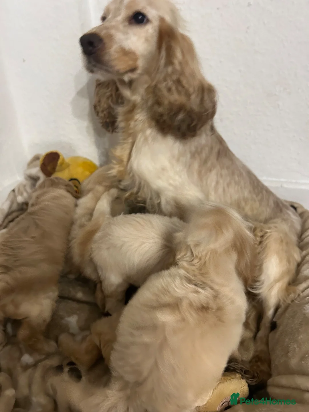Cockapoo dogs for sale: 🏆🥇Tiny toy cockapoo 🏆🥇 - Advert 2