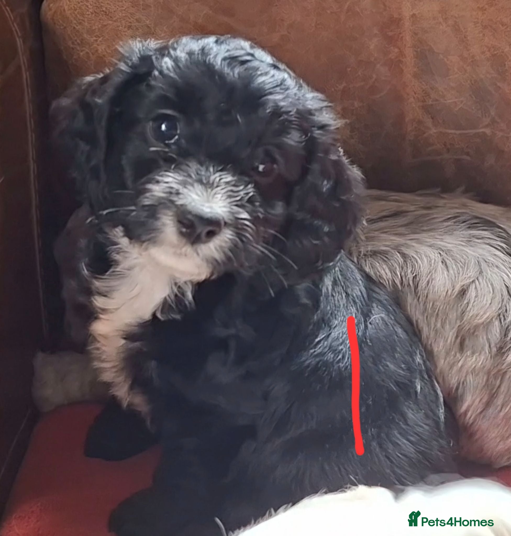 Cockapoo dogs Fully vaccinated F1 Cockapoo Pups  - Advert 2
