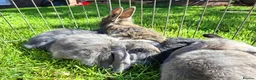 Mini Lop rabbits for sale: Pure breed minilop rabbits - Advert 4
