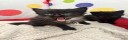 Mixed Breed cats for sale: Kittens - Advert 5