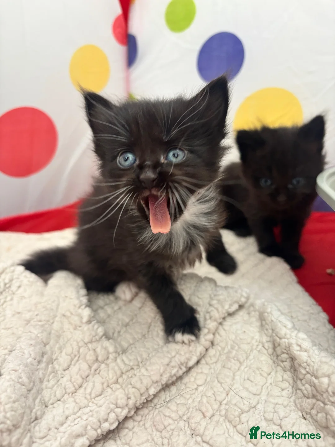 Mixed Breed cats for sale: Kittens - Advert 5