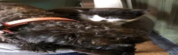 Mixed Breed cats for sale: Bengal Tiger Lily crept out for kittens - Advert 10