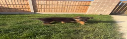 German Shepherd dogs for sale: German Shepard puppies  - Advert 12