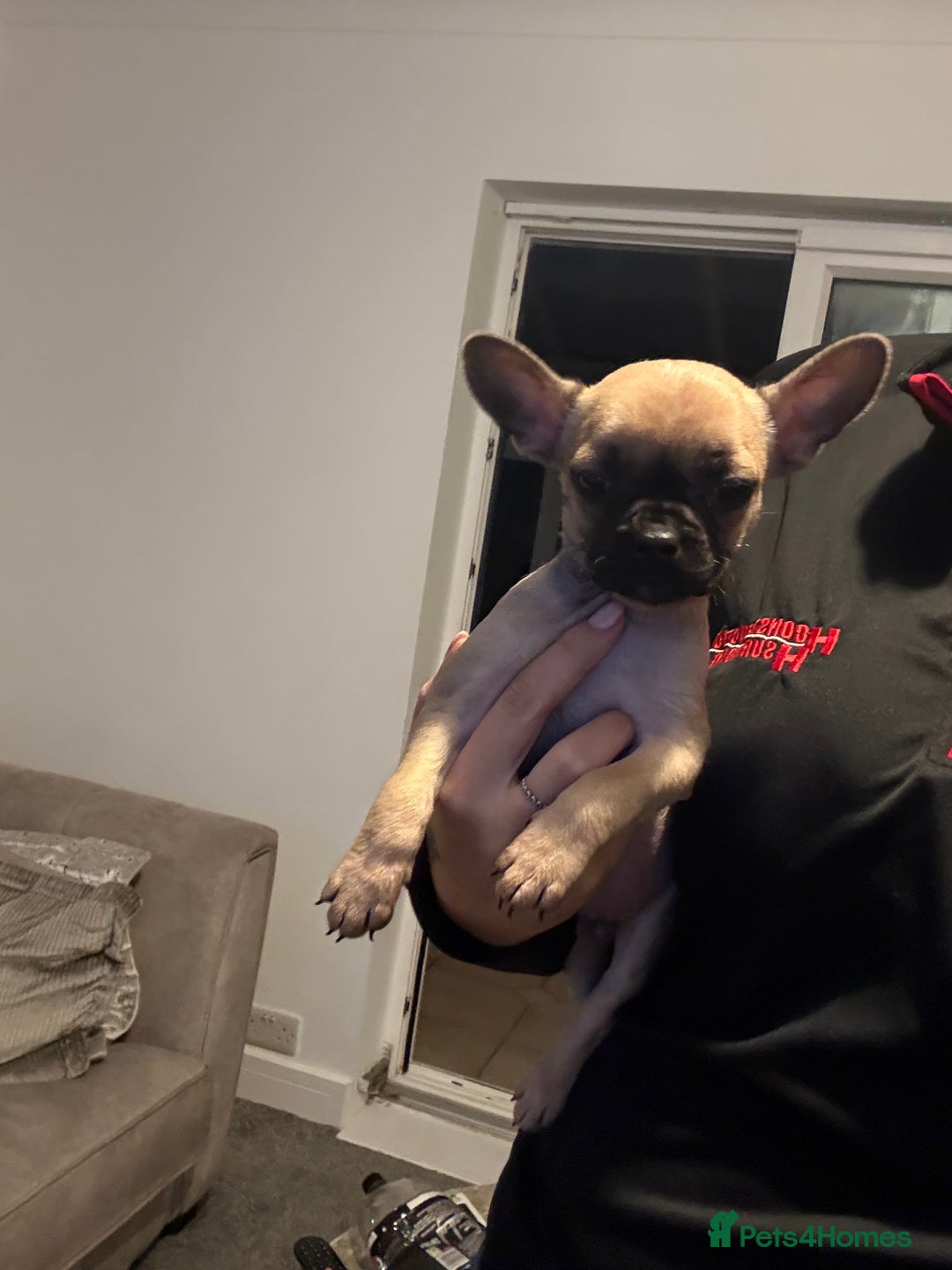 Mixed Breed dogs for sale: Frenchie x chihuahua pups - Image 7