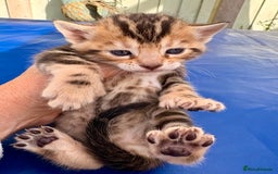 Keetso cats for sale: Stunning golden keetsos  - Image 28