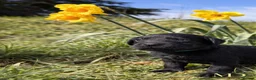 Labrador Retriever dogs for sale: Exceptional KC Reg Labrador Puppies For Sale! - Advert 18