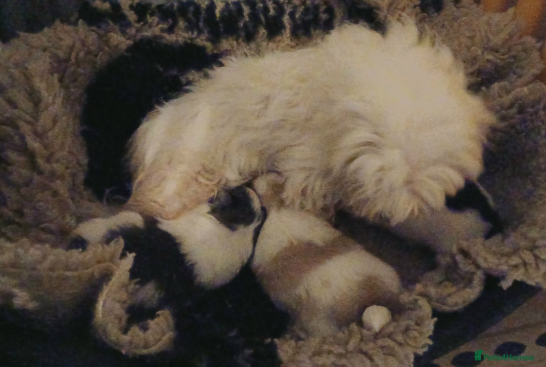 Mixed Breed dogs for sale: Parti colour maltipom puppies - Advert 6