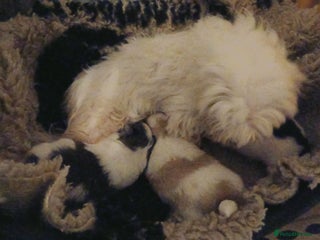 Mixed Breed dogs Parti colour maltipom puppies - Advert 1