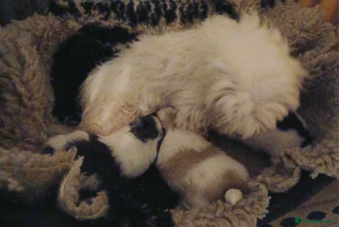 Mixed Breed dogs - Advert 2