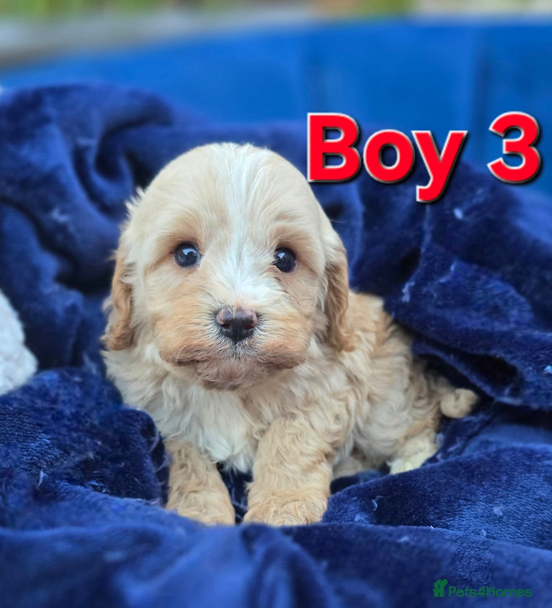 Cavapoo dogs for sale: Health Tested Quality F1 Cavapoo Puppies.  - Advert 13
