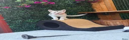 Abyssinian cats for sale: Silver Abyssinian kittens  - Advert 4