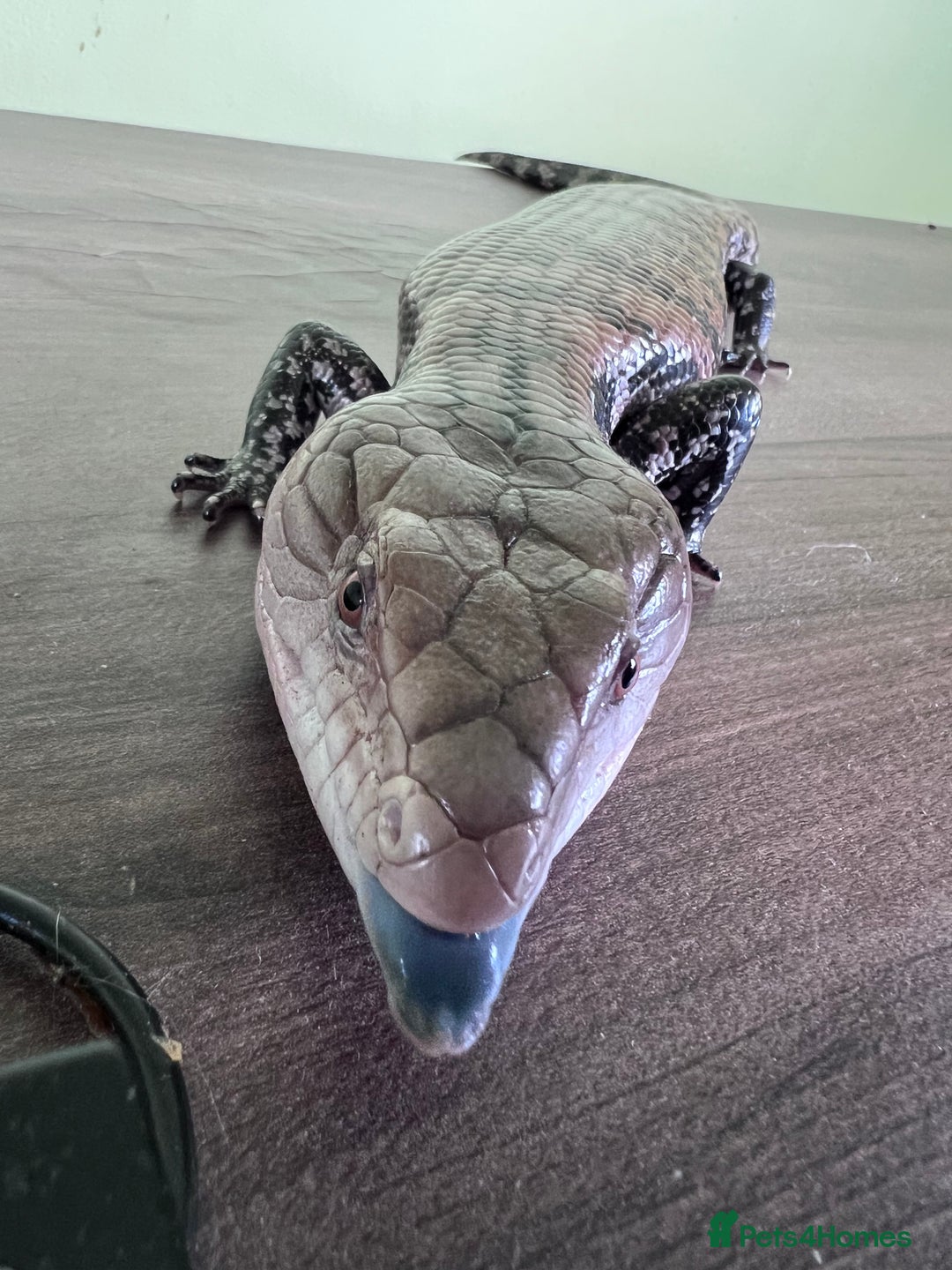 Skink reptiles for sale: Blue tongue skink for sale, vivarium included. - Image 1