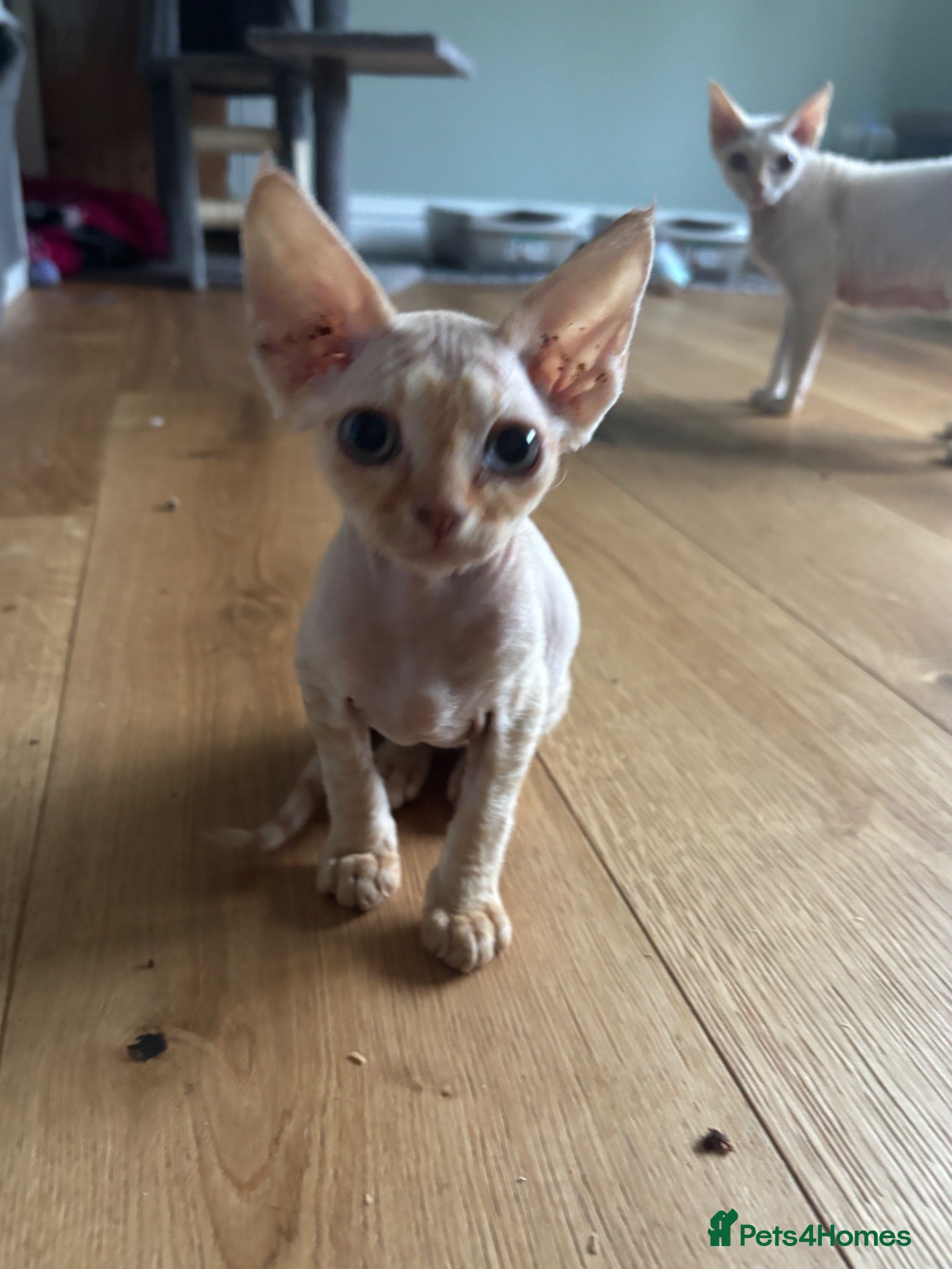 Devon Rex cats Stunning GCCF Devon Rex kittens.  - Advert 1