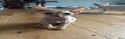 Devon Rex cats for sale: Stunning GCCF Devon Rex kittens.  - Advert 5