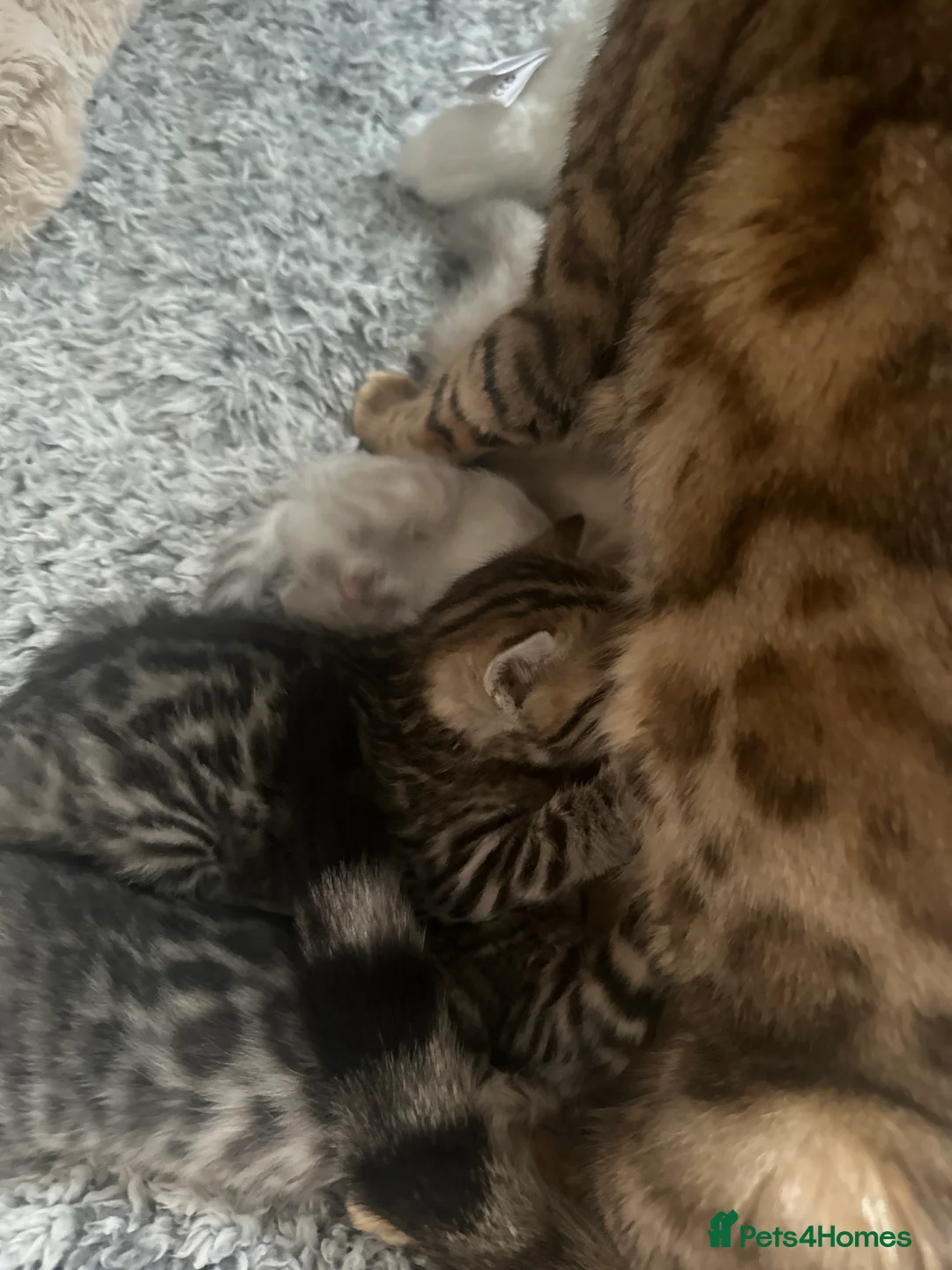 Mixed Breed cats for sale: Beautiful Bengal Ragdoll Mix Kittens for Sale - Advert 2