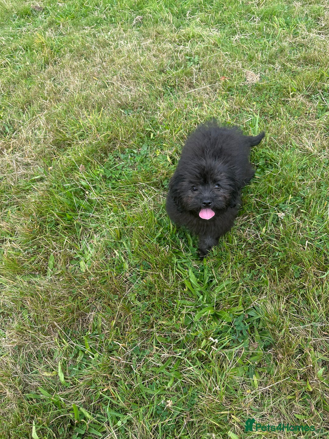 Pomapoo dogs for sale: Stunning pomapoo - Image 4
