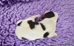 English Springer Spaniel dogs for sale: KC Vet DNA Home Socialised Springer Pups 5 ⭐️ - Image 6