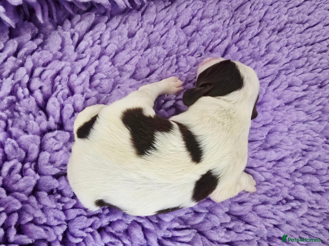 English Springer Spaniel dogs for sale: KC Vet DNA Home Socialised Springer Pups 5 ⭐️ - Image 6