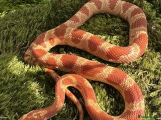 Goldfish fish - Advert 2