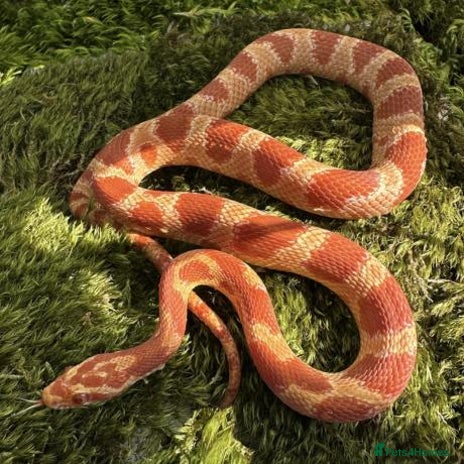 Goldfish fish - Advert 1