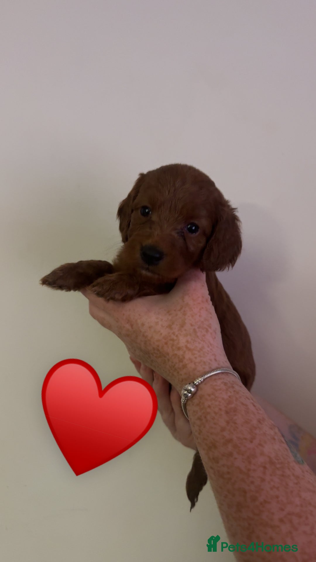 Cockapoo dogs for sale: **REDUCED** READY TO GO GIRL MINIATURE COCKAPOOS  - Image 6